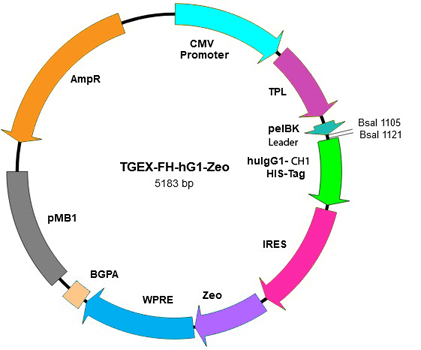 TGEX-FH-hG1-Zeo map